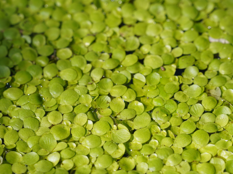 Project Eendje meer: Duurzame eiwitten uit waterlinzen