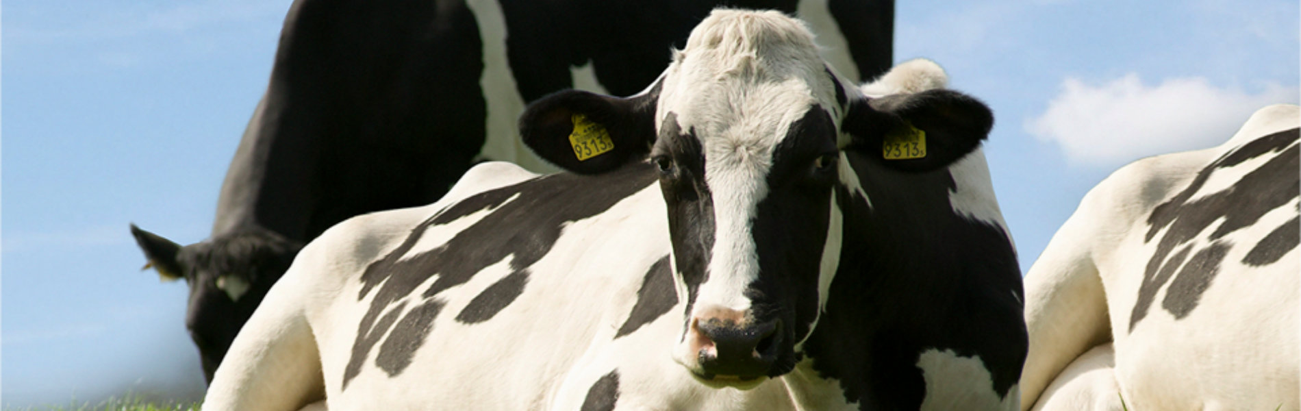 Lectoraat_management van rundergezondheid