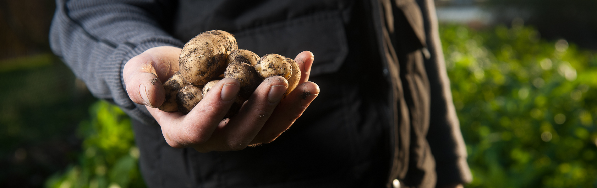 Aardappelen vasthouden