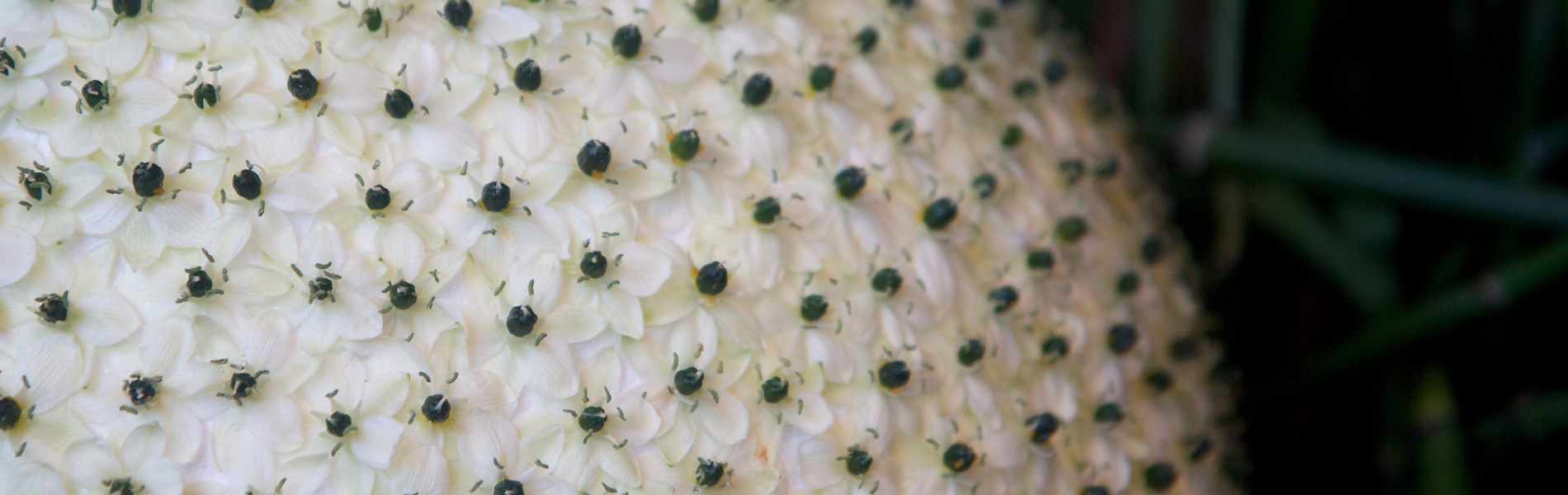 Bloemsierkunst hoog niveau bol