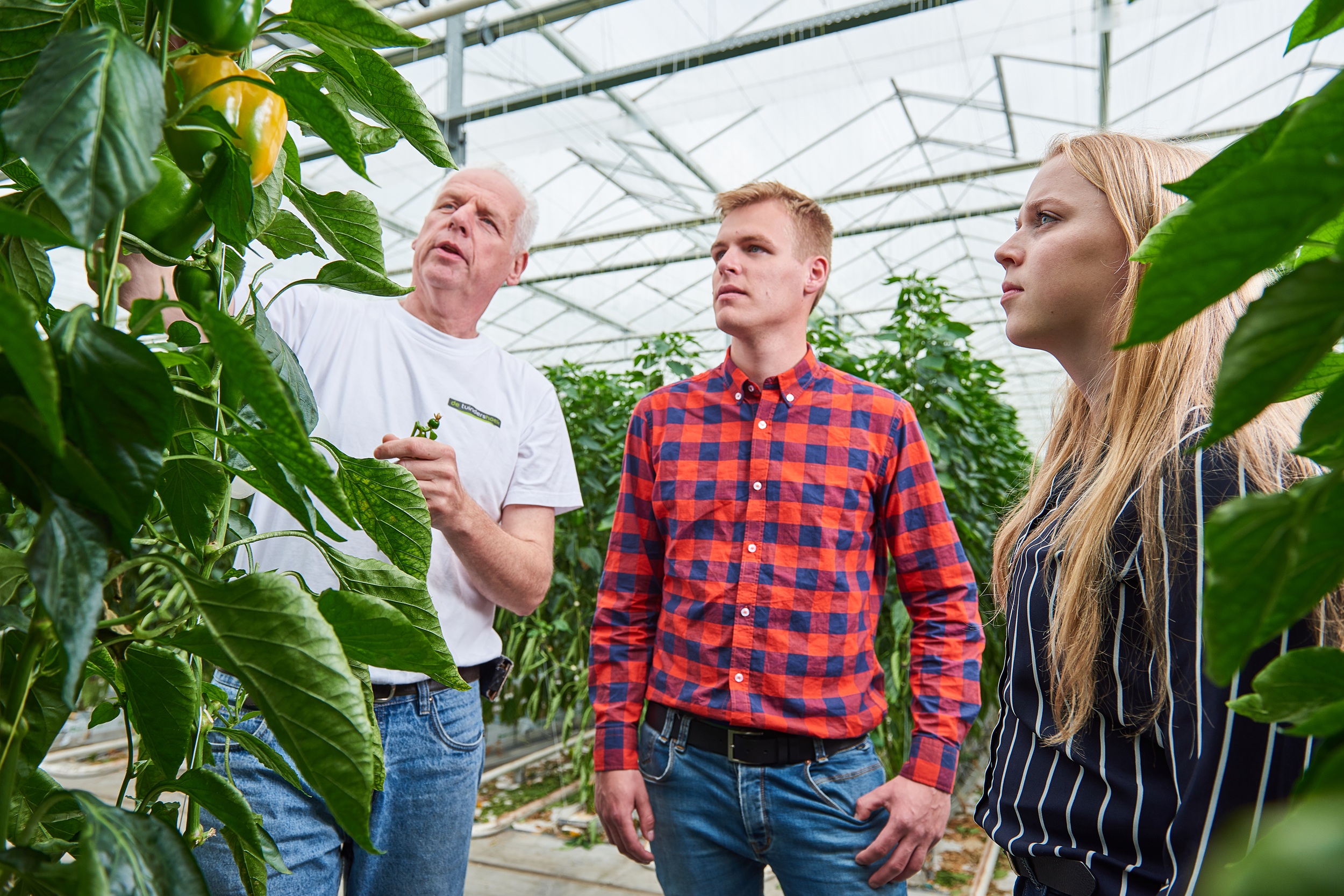 Docent met studenten in de kas met paprika