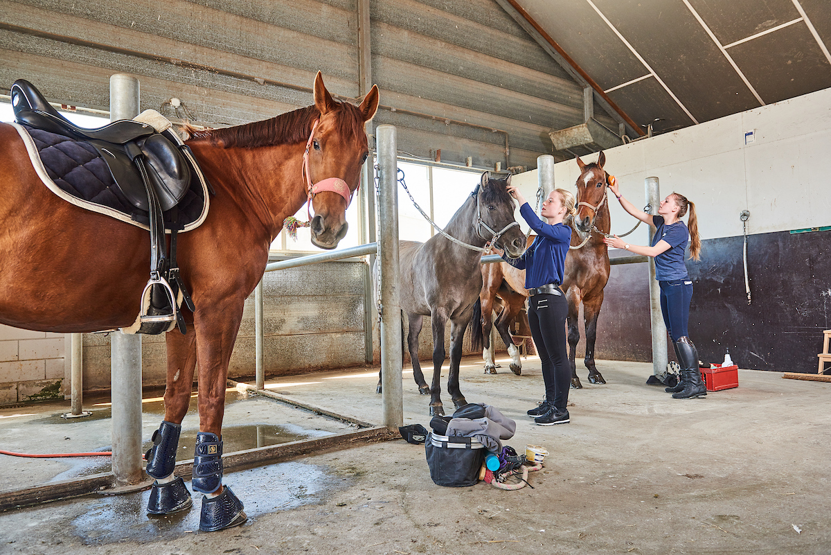 studenten verzorgen paarden in manege