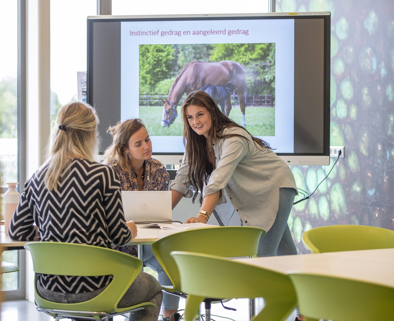 Studente geeft uitleg over presentatie paarden